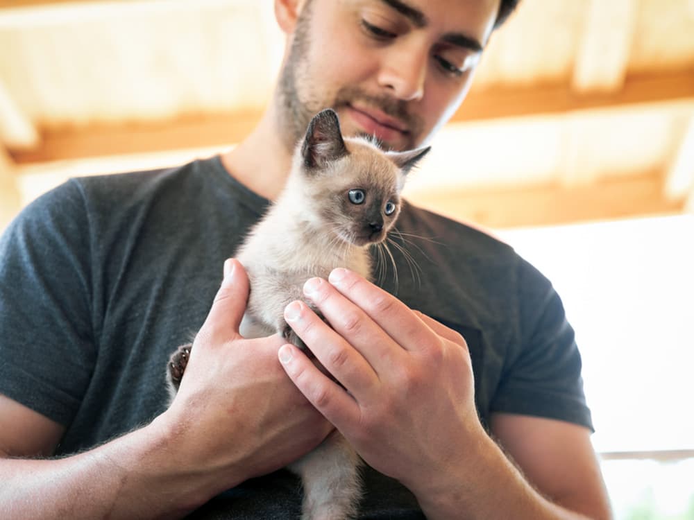 Best Kitten Dewormer
