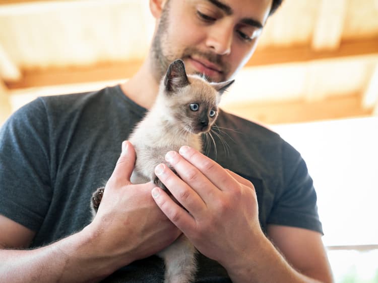 Best Kitten Dewormer