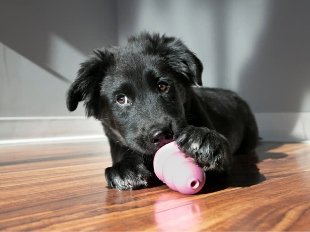 Why Your Dog Needs a Frozen Kong