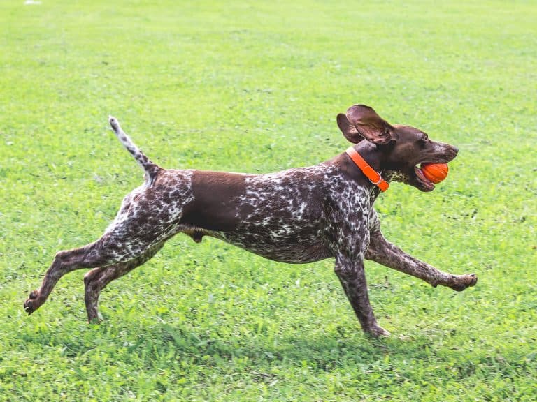 running German Shorthaired Pointer