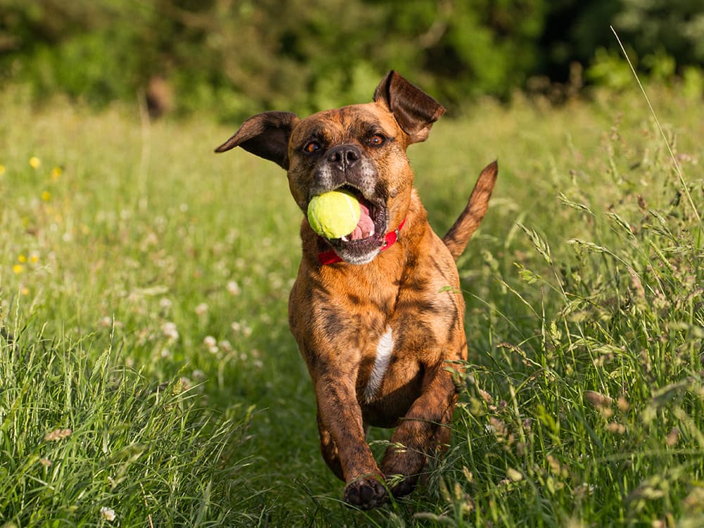 How to Teach a Dog to Fetch