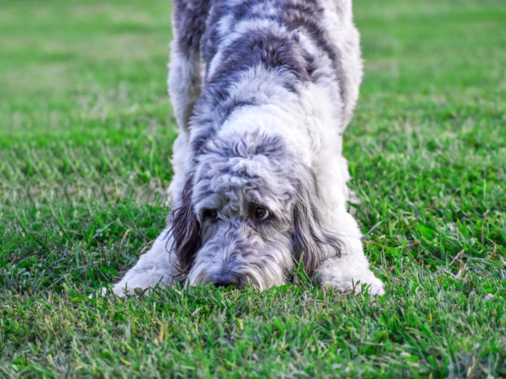 Aussiedoodle dog in play bow