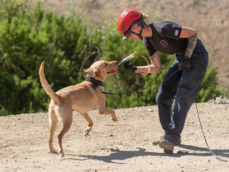 Once Surrendered Shelter Pups Save Lives as Search-and-Rescue Dogs