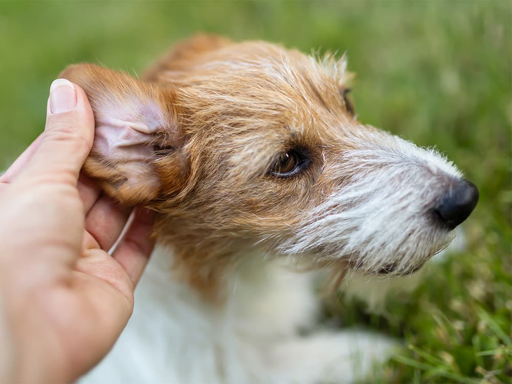 Owner checking her cute furry dog's ears for cleaning