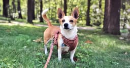 Corgi Mixes Make Amazing Pets—Here’s Why