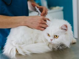 What to Know About Rabies in Cats