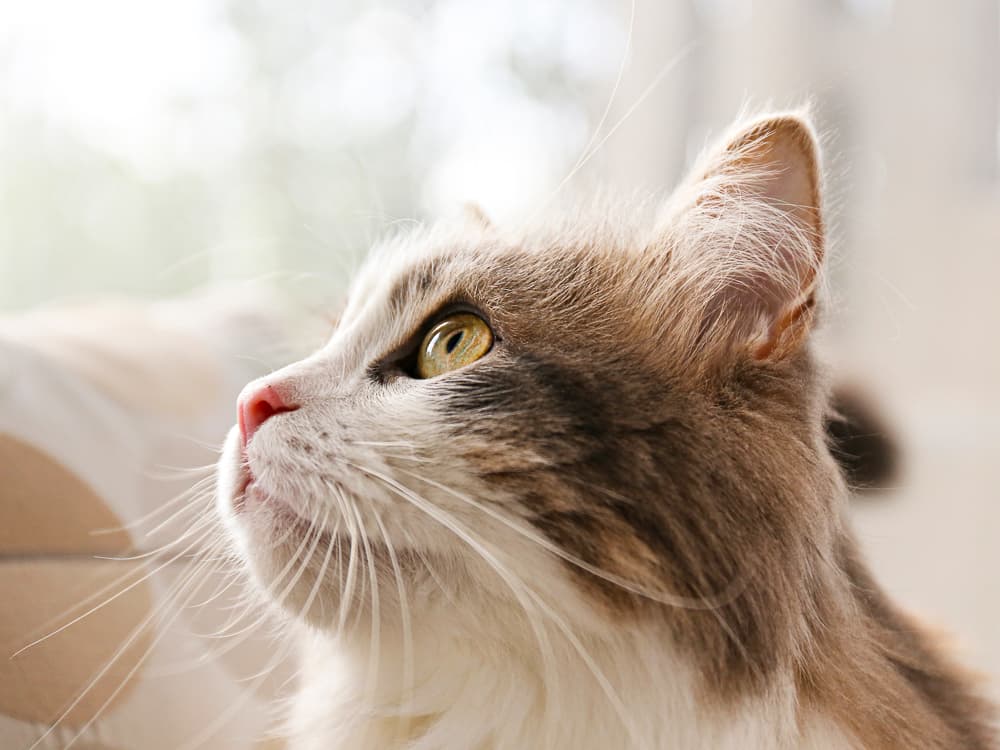 How to Prevent—or Treat—Cat Ear Infections
