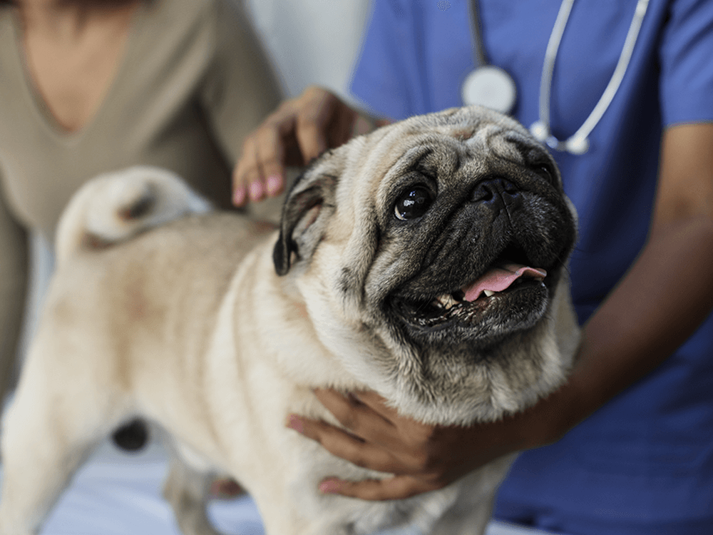 Everything You Need to Know About Heartworm