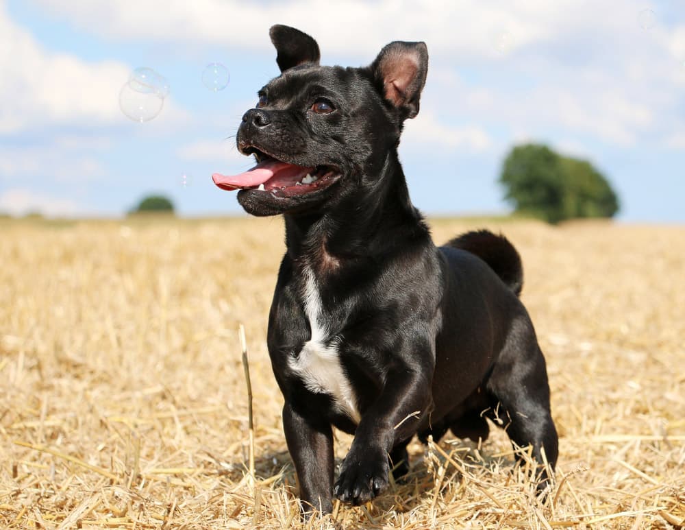 small black mixed breed dog has a lot of fun on the stubble field