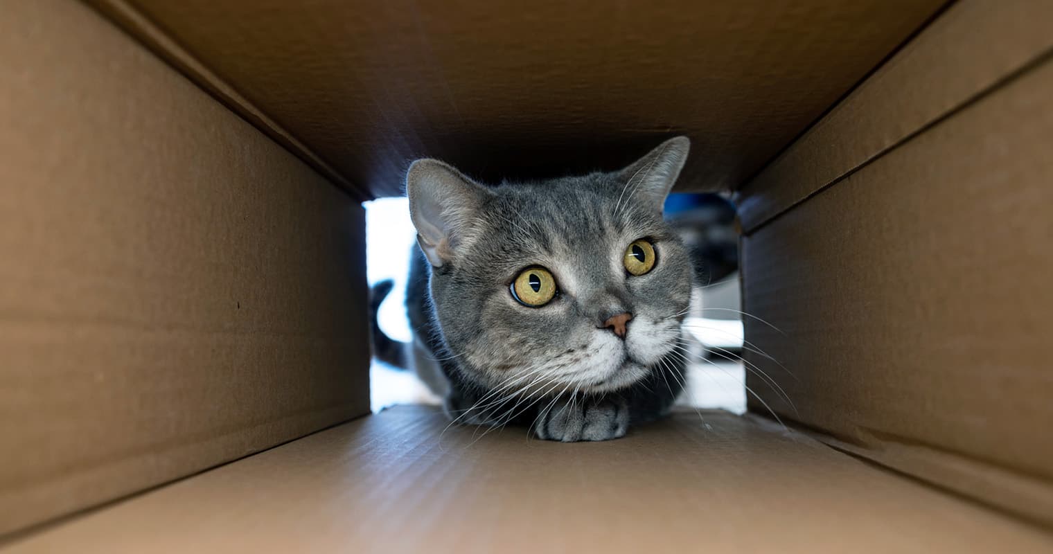 How Much Space Does a Cat Need to Be Happy?