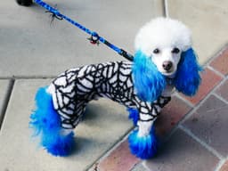 (Fur) Dye Another Day: Celebrity Groomer Jess Rona on This Halloween Question