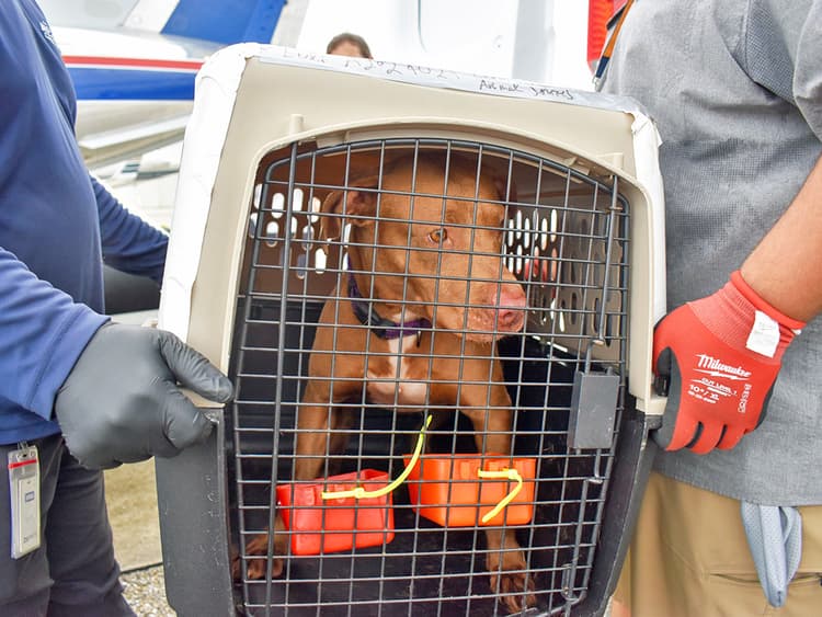 How to Help the Dogs and Cats in Hurricane Milton’s Path