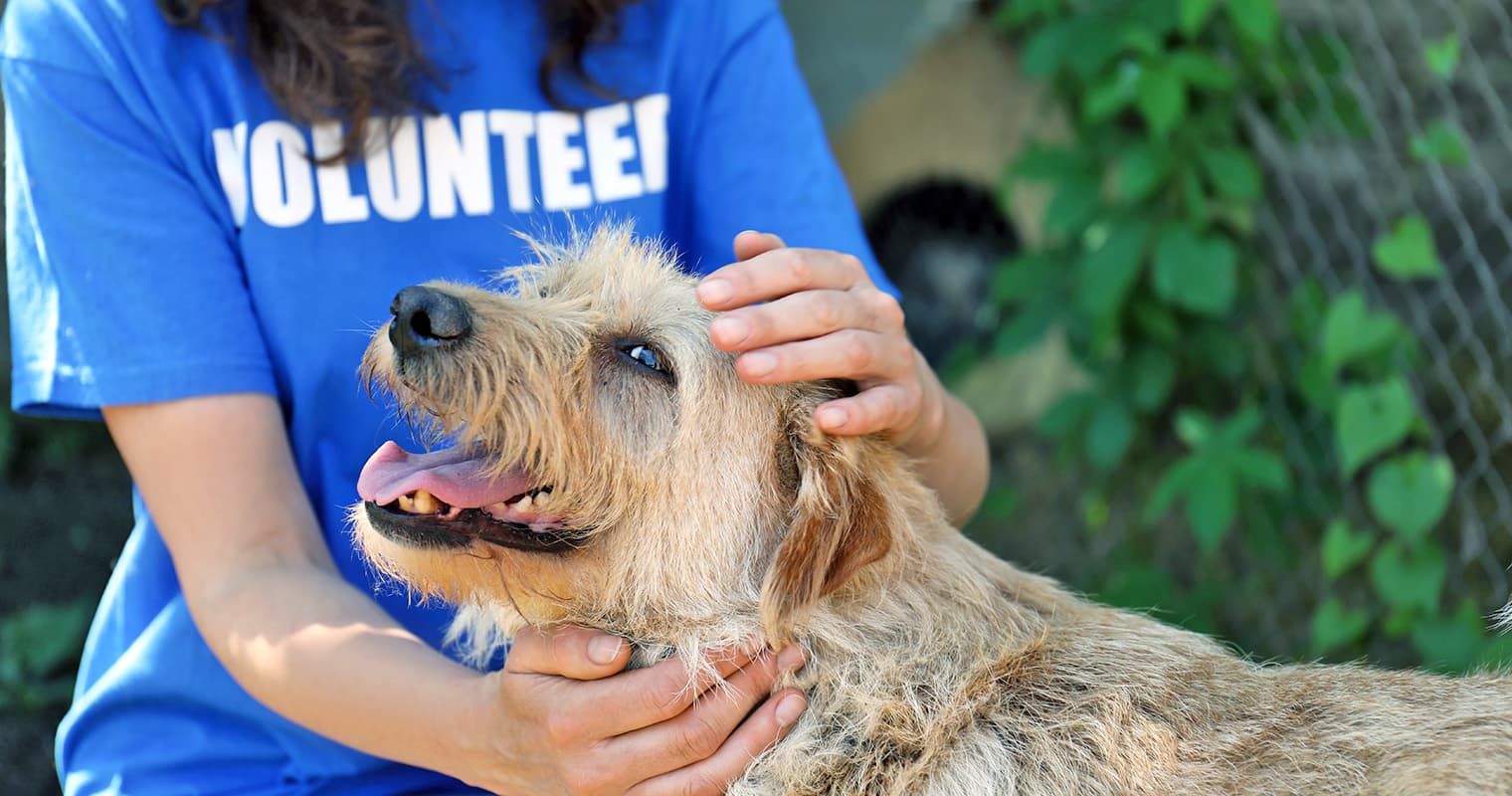Animal Rights vs. Animal Welfare: What’s the Difference?
