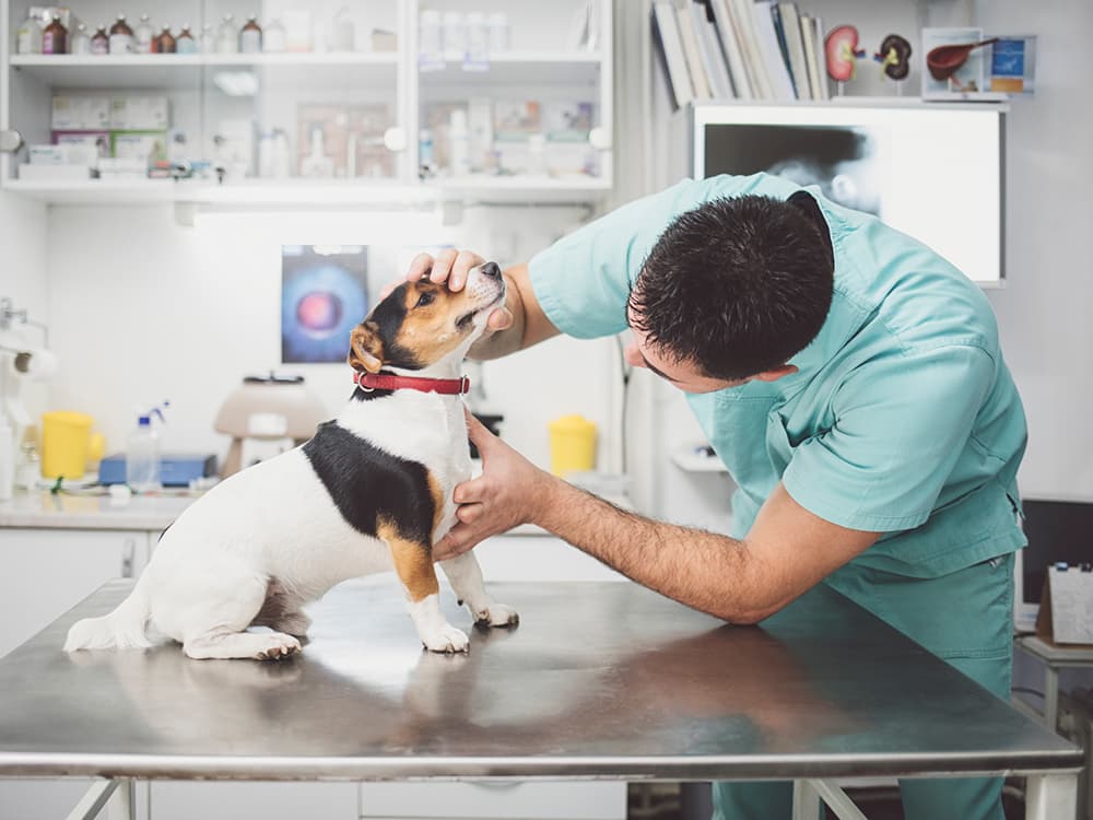 Lymphoma Cancer in Dogs: What You Need to Know