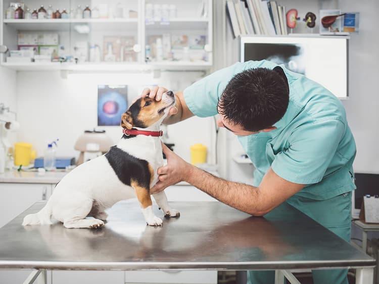 Lymphoma Cancer in Dogs: What You Need to Know