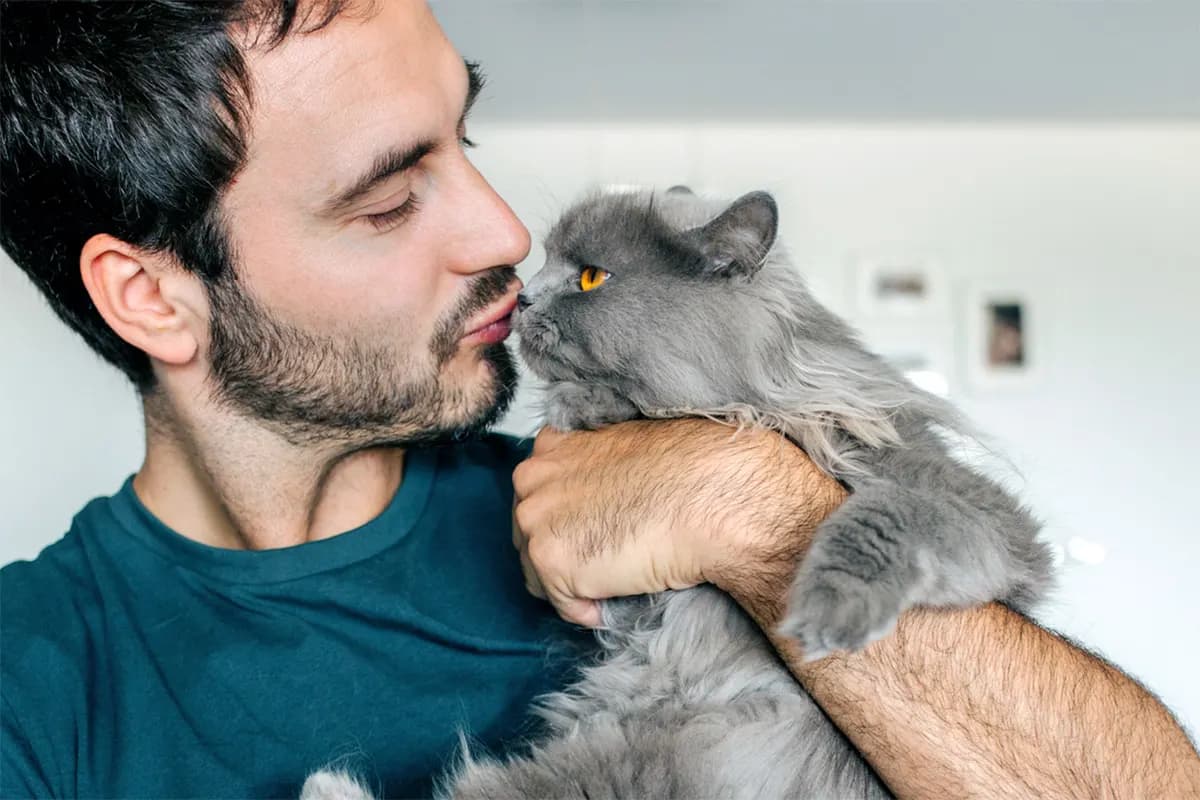 man kissing gray cat on face