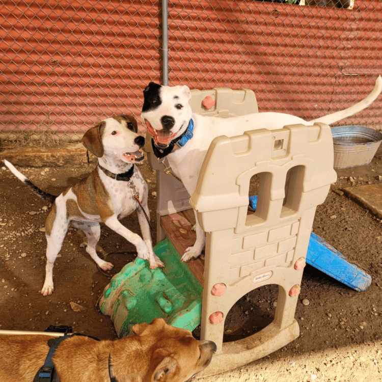 dog playing with other dogs