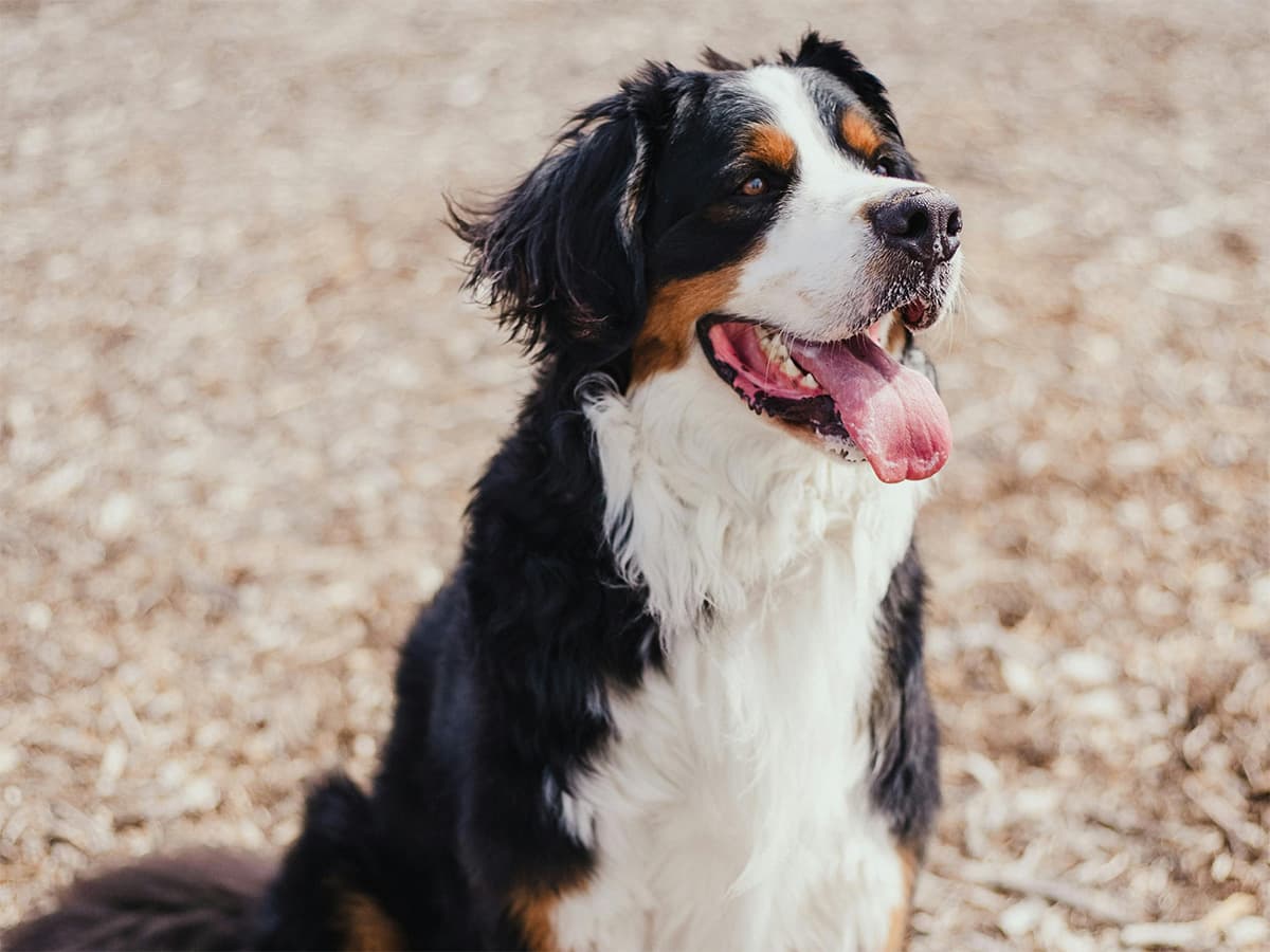Bernese Mountain dog sitting on woodchips