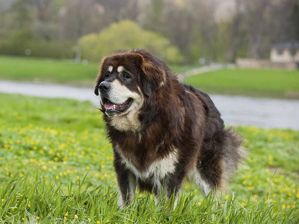 Tibetan Mastiff