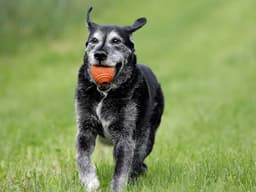 Dog Arthritis Treatment: How to Relieve Arthritis Pain in Dogs