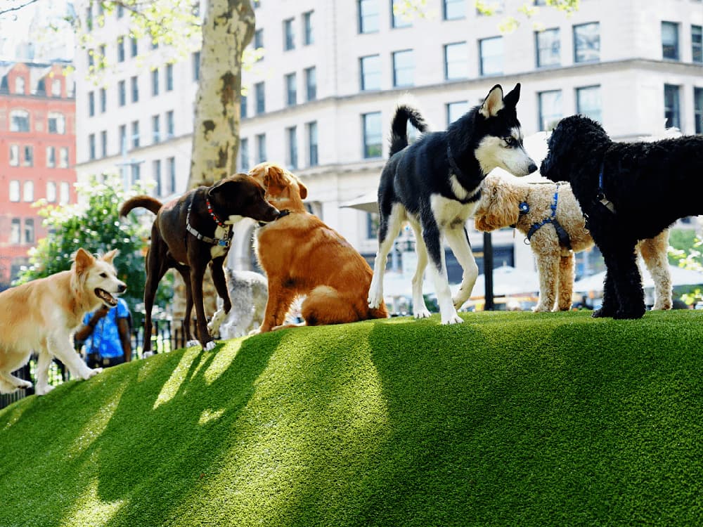 Dog Park Etiquette: Dog Park Dos and Don’ts