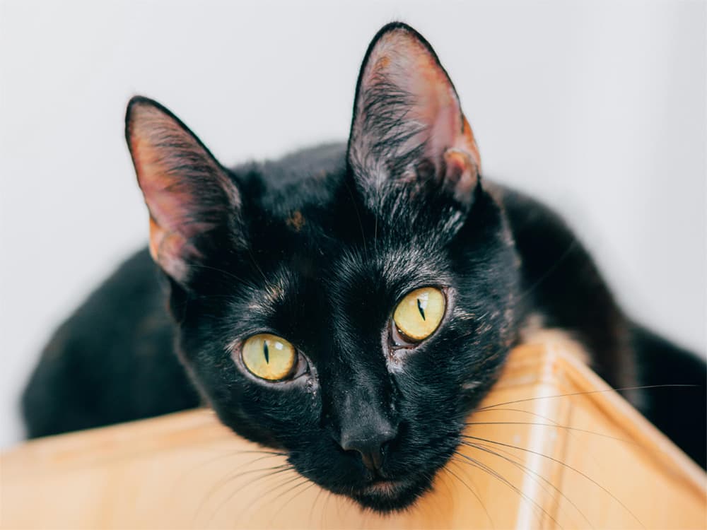 Black cat peering over a shelf