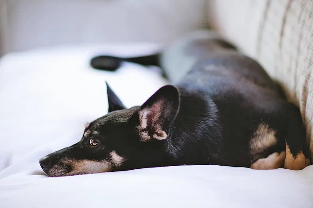 new dog sleeping on bed