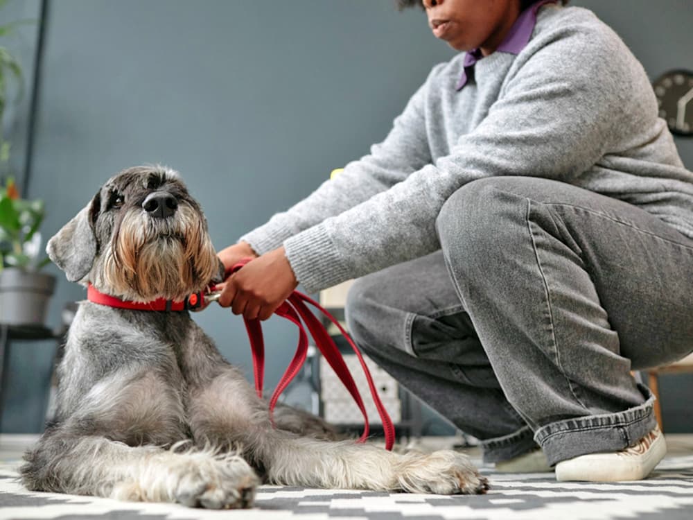 Best Training Collars for Dogs