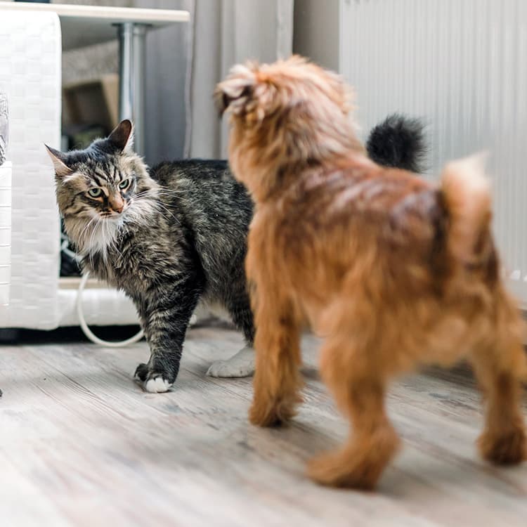 Just Play or Something More? This Is Why Your Dog Is Humping Your Cat