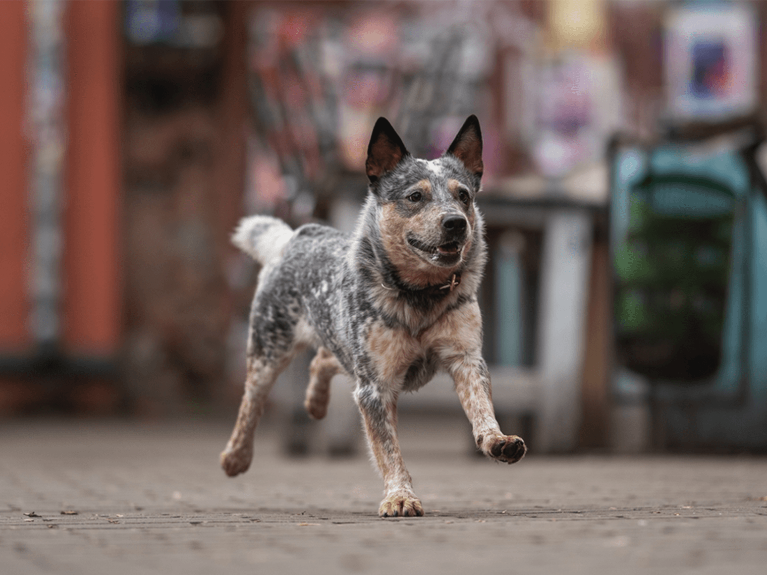 Australian Cattle Dog running on road
