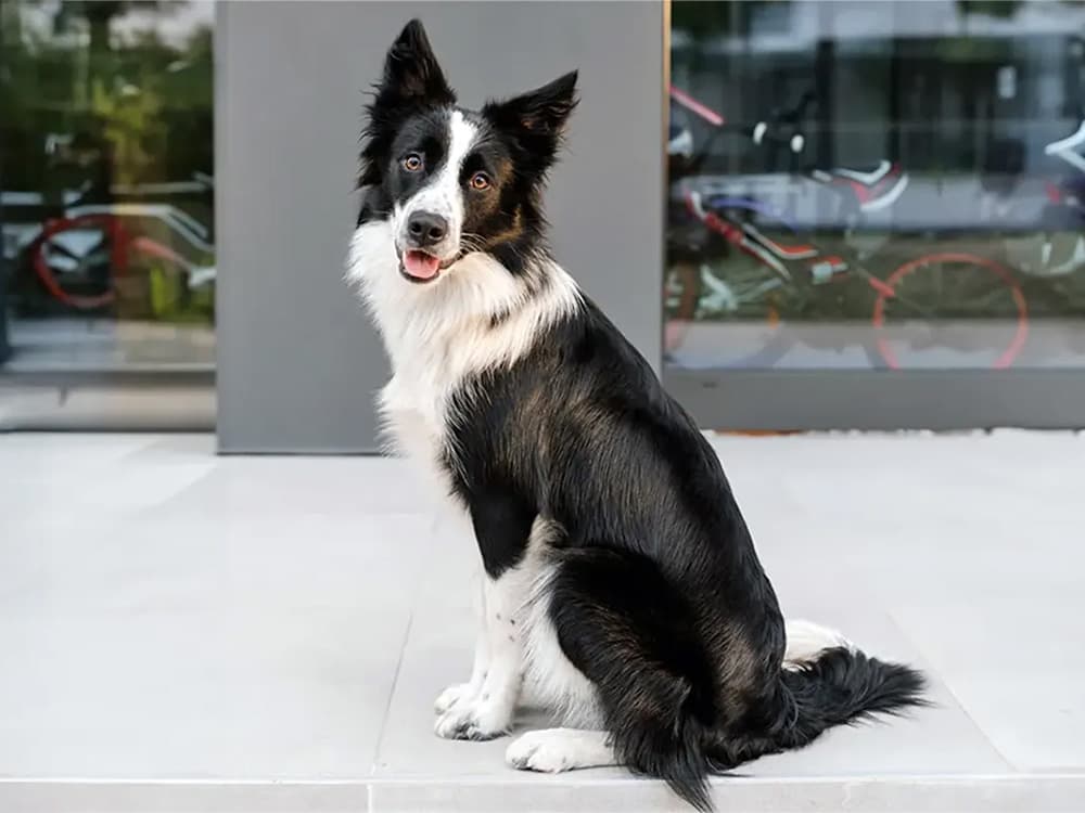 How Smart Are Border Collies, Really?