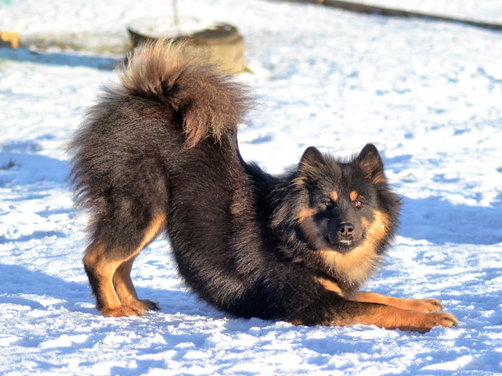 Cute Eurasier dog playing outside in the snow.