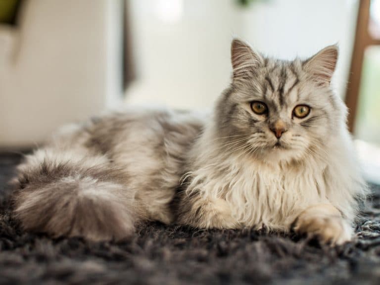 Norwegian forest cat