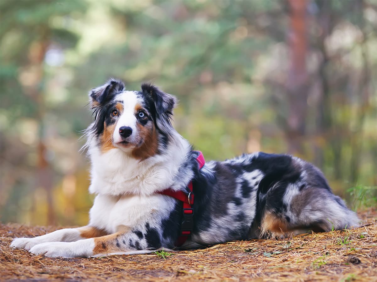 aussie dog resting in forest