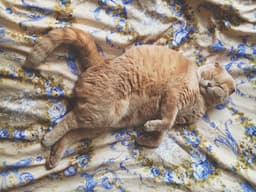 How Much Should You Actually Be Feeding Your Cat?