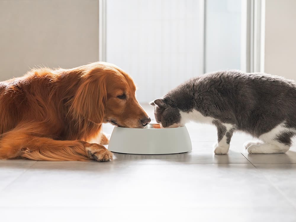 Help Your Chonky Pet Lose Weight