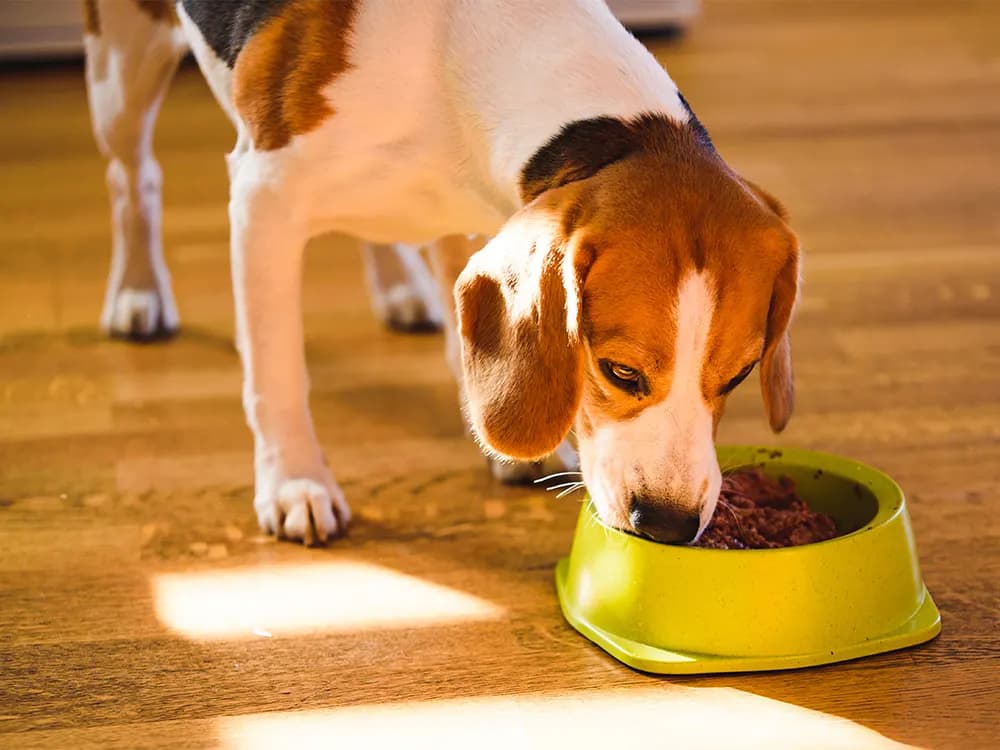 dog eating wet food in a neon bowl