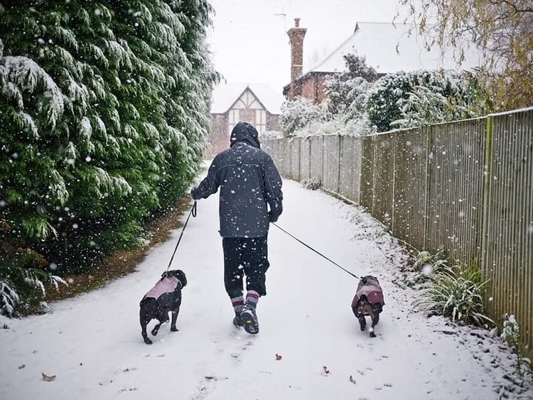 How to Teach Your Dog to Poop in the Snow