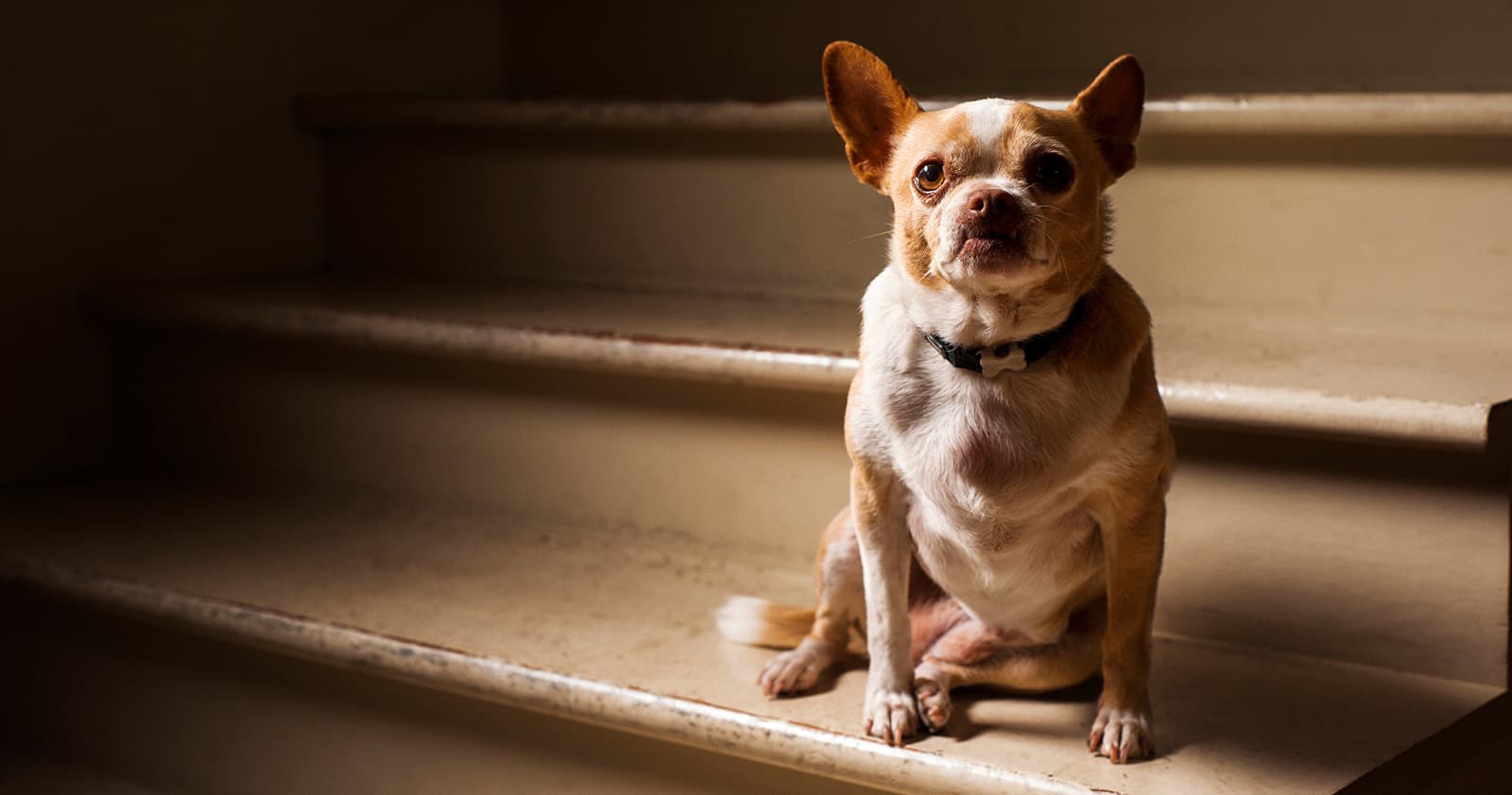 The Truth About Bark Collars