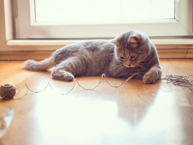 How to Treat Intestinal Blockages in Cats