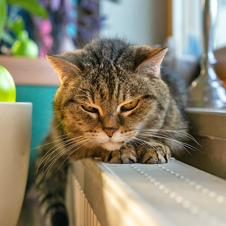 Can Cats Growl?