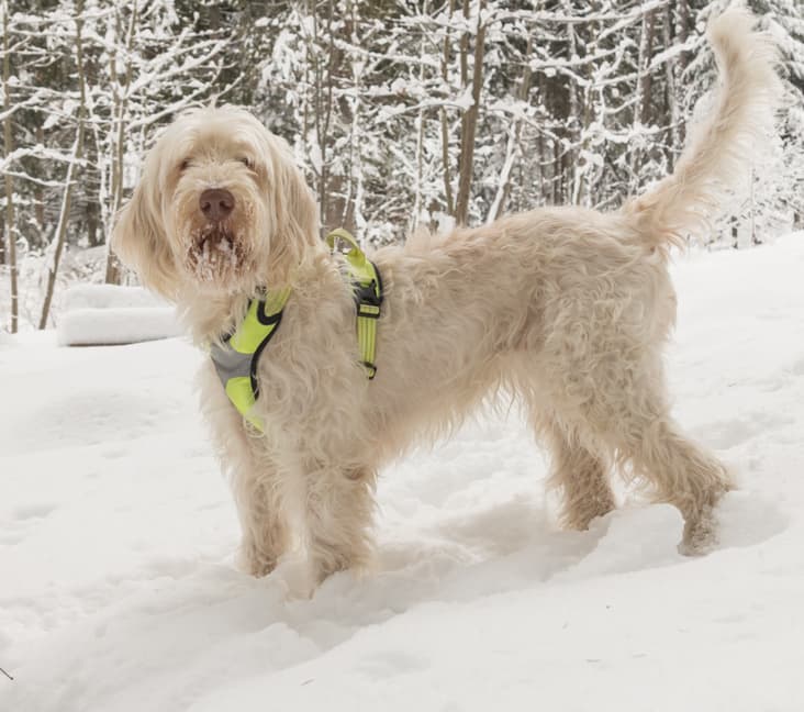 A purebred Italian Spinone dog standing in the snow.