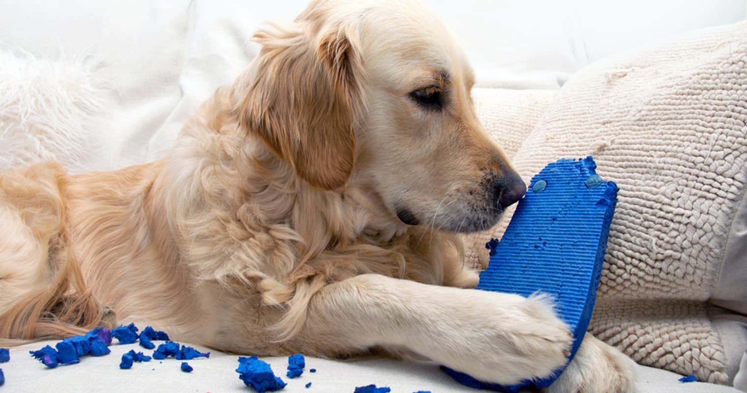 How Do I Get My Dog To Stop Chewing?