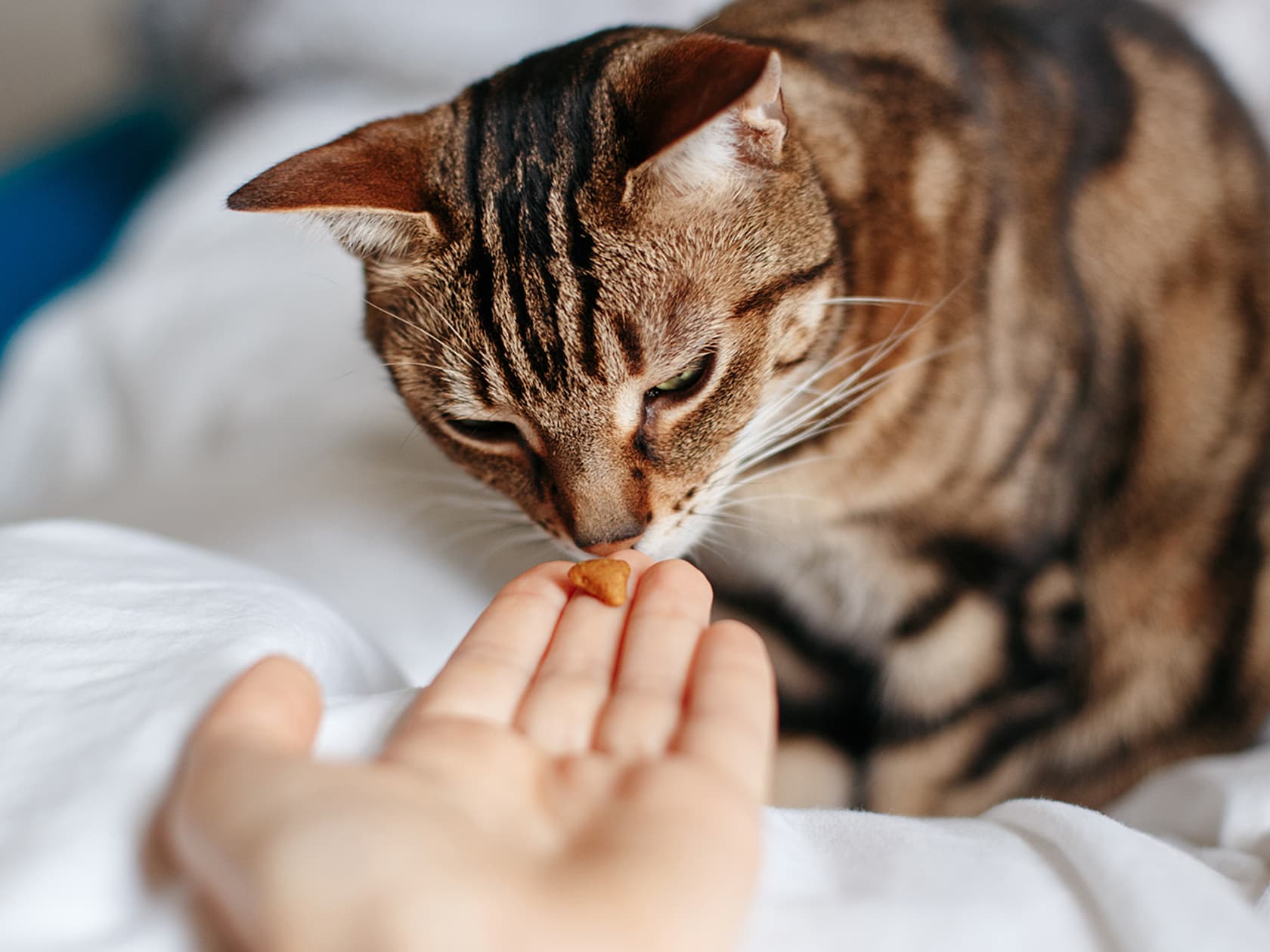 The Best Supplements and Vitamins for Cat Health