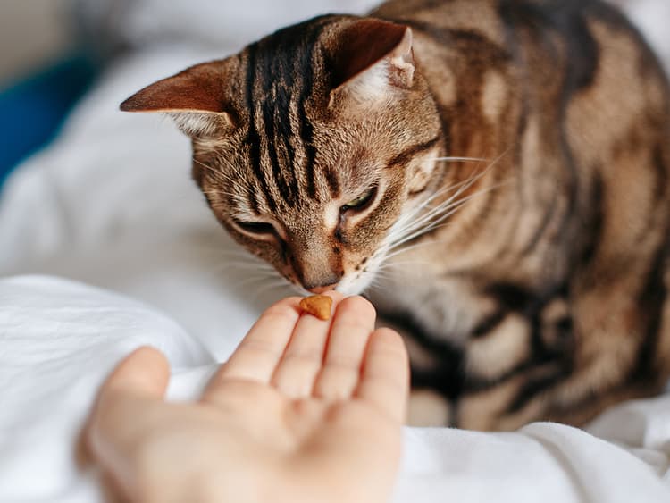 The Best Supplements and Vitamins for Cat Health