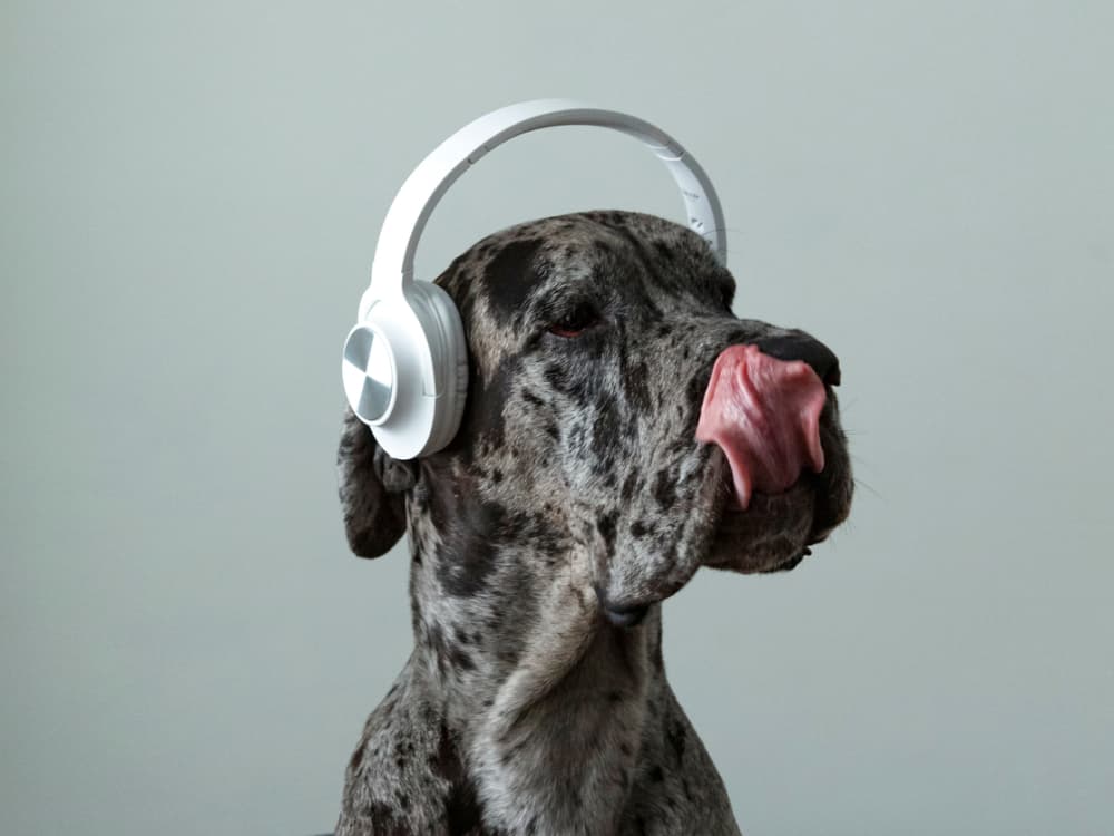 Pet-Specific Playlists on Music Streaming Services Are a Thing. Do Cats and Dogs Like Them?