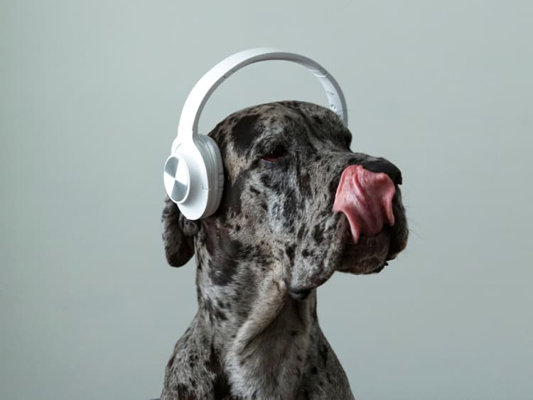 Pet-Specific Playlists on Music Streaming Services Are a Thing. Do Cats and Dogs Like Them?