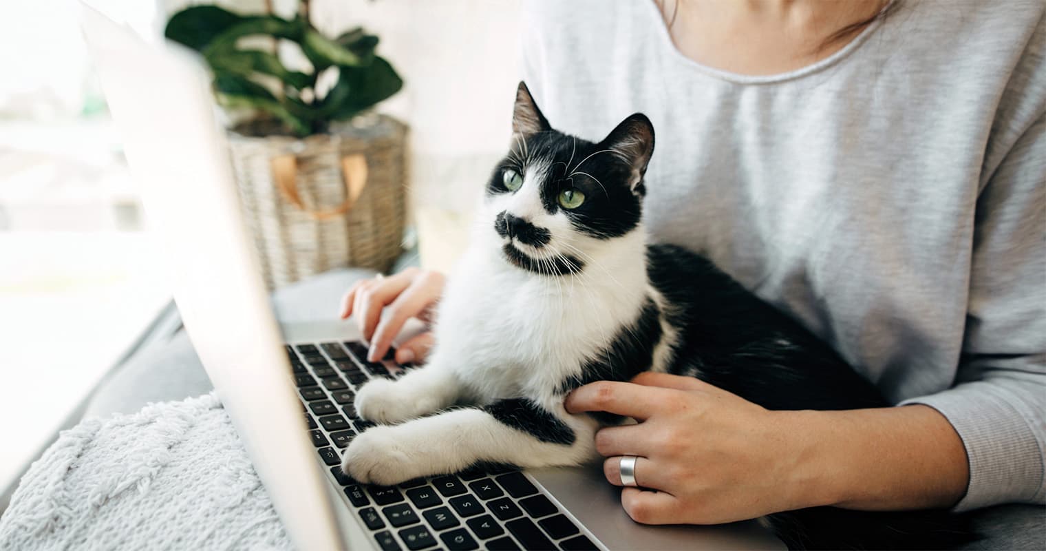 How Much Does it Cost to Surrender a Cat?