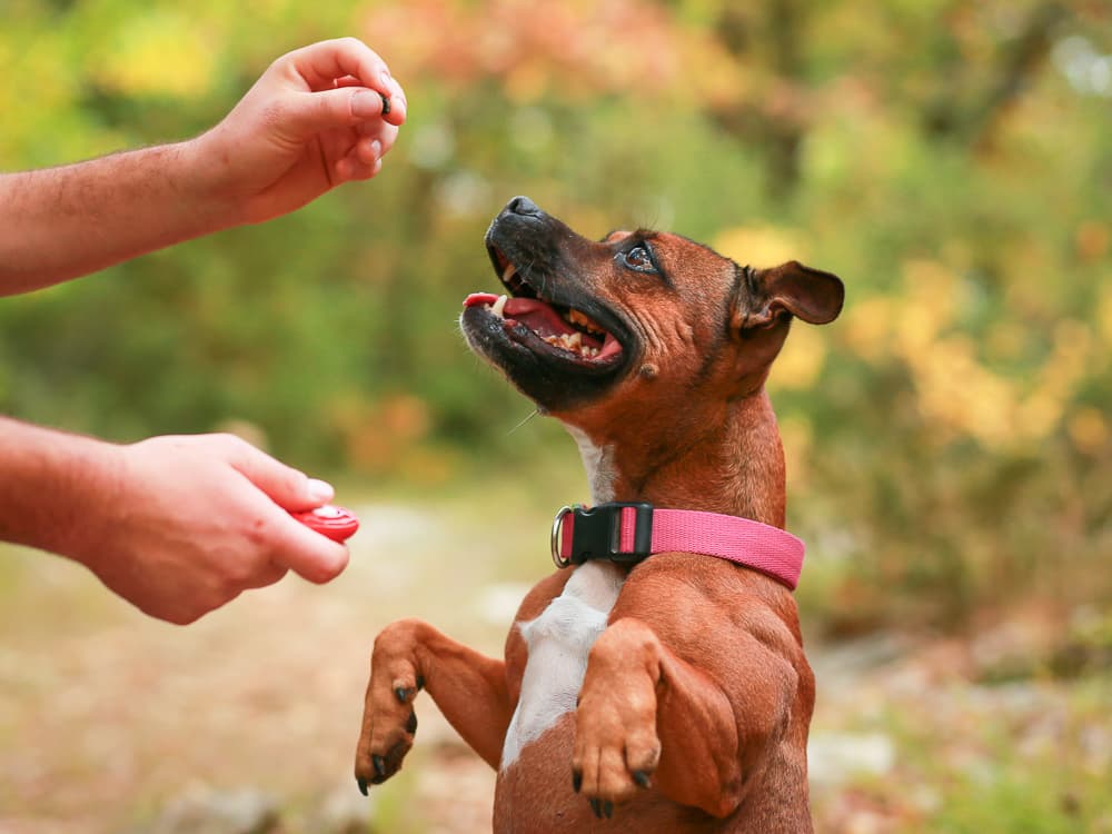 Why Clickers Are The “It” Accessory for Trainers