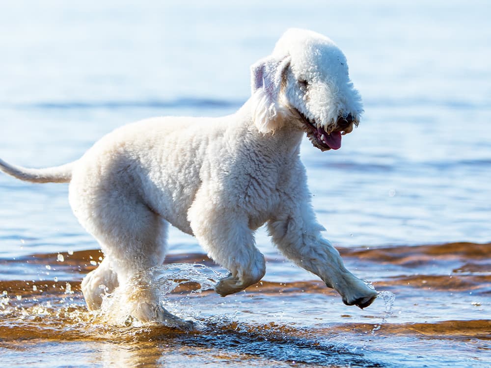 Portrait of a young cheerful Bedlington Terrier on a summer day running through sea water on the coast